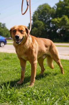 Dean -  Shepherd Dog for Adoption in Stillwater, Oklahoma - Dean | PetCurious