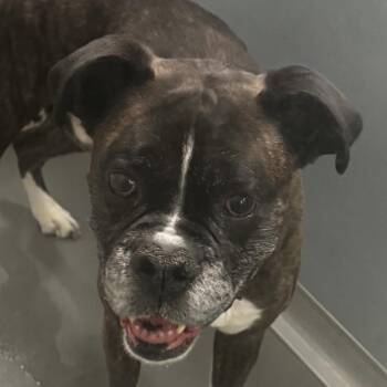 Boxer Dogs Available for Adoption - Bourbon | PetCurious