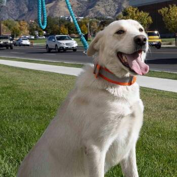 Rescue Labrador Retriever and White German Shepherd Dogs for Adoption in Millville, Utah - Tayo | PetCurious