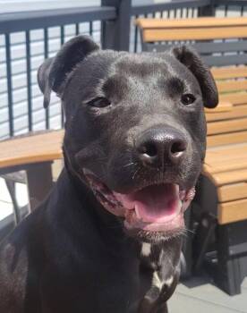 Zuke -  Pit Bull Terrier and Labrador Retriever Dog for Adoption in Newport, Kentucky - Zuke | PetCurious