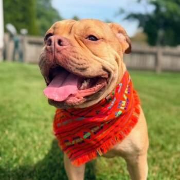 Tio Jerry -  Pit Bull Terrier Dog for Adoption in Chicago, Illinois - Tio Jerry | PetCurious