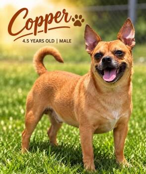 Copper -  Chihuahua and Mixed Breed Dog for Adoption in Kingsland, Georgia - Copper | PetCurious