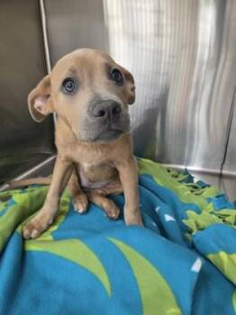Labrador Retriever and Mixed Breed Dogs Available for Adoption in Westland, Michigan - Duchess | PetCurious