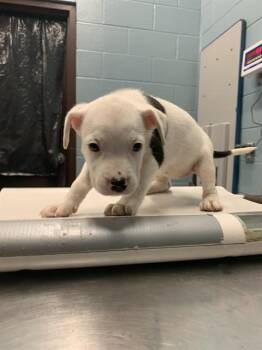 Pit Bull Terrier and Mixed Breed Dogs Available for Adoption in Corpus Christi, Texas - DELTA | PetCurious
