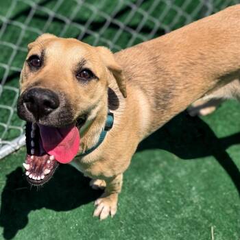 Black Mouth Cur Dogs Available for Adoption in Gainesville, Texas - Teeny  | PetCurious