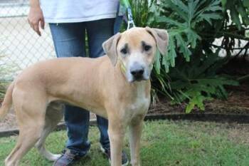 Hound and Mixed Breed Dogs Available for Adoption in Brunswick, Georgia - Daffy | PetCurious