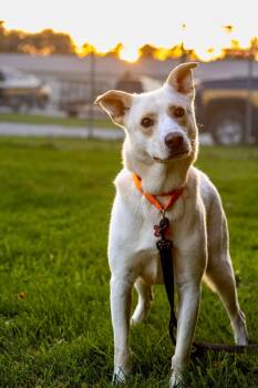 Togo -  Husky Dog for Adoption in Valparaiso, Indiana - Togo | PetCurious