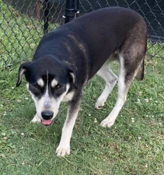 Butter -  Husky and Mixed Breed Dog for Adoption in Conway, South Carolina - Butter | PetCurious