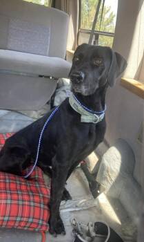 Bettie -  Great Dane and Labrador Retriever Dog for Adoption in Gig Harbor, Washington - Bettie | PetCurious