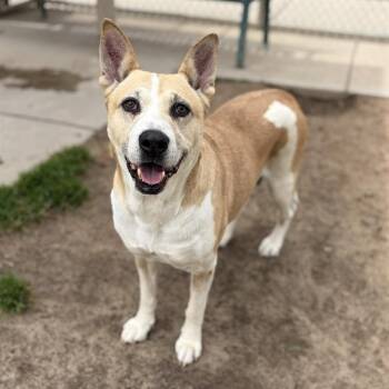 German Shepherd Dog and Mixed Breed Dogs Available for Adoption - A608757 | PetCurious