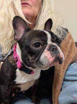 Strawberry -  French Bulldog Dog for Adoption in Holmdel, New Jersey - Strawberry | PetCurious