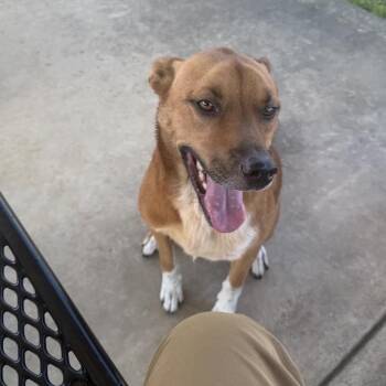 Wilder -  Mixed Breed Dog for Adoption in Columbiana, Alabama - Wilder | PetCurious