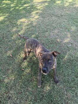 Rescue Pit Bull Terrier Dogs for Adoption in Eagle, Idaho - Zack **Courtesy Post. Out Of Town Pet. See Below For Details** | PetCurious