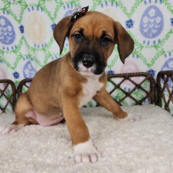 Great Dane and German Shepherd Dog Dogs Available for Adoption in Fort Wayne, Indiana - Grandma