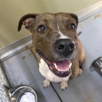 Mixed Breed Dogs Available for Adoption in Middleburg, Florida - Tadpole 28561 | PetCurious
