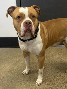 Monroe -  Pit Bull Terrier Dog for Adoption in Cleveland, Ohio - Monroe | PetCurious