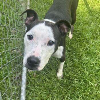 Kayla -  Mixed Breed Dog for Adoption in Auburn, Alabama - Kayla | PetCurious