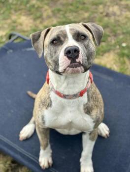 Leeward From Broken Winds -  Pit Bull Terrier Dog for Adoption in Richmond, Virginia - Leeward From Broken Winds | PetCurious