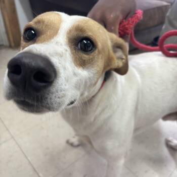 Happy -  Greyhound Dog for Adoption in Sylvania, Georgia - Happy | PetCurious