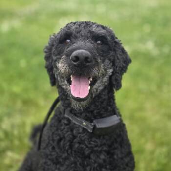 Boomer -  Standard Poodle and Golden Retriever Dog for Adoption in West Des Moines, Iowa - Boomer | PetCurious