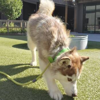 Zoe -  Mixed Breed Dog for Adoption in Hailey, Idaho - Zoe | PetCurious