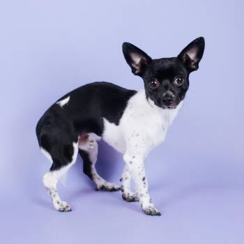 Biggie Ed -  Chihuahua Dog for Adoption in Northbrook, Illinois - Biggie Ed | PetCurious