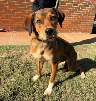 Buddy -  Shepherd Dog for Adoption in Stillwater, Oklahoma - Buddy | PetCurious