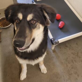 Rescue Bernese Mountain Dog and Border Collie Dogs for Adoption in Cody, Wyoming - Ronan | PetCurious