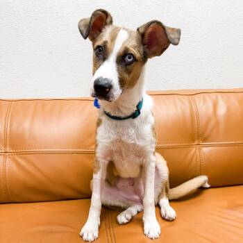 606 (2026) Tulip -  Catahoula Leopard Dog and Mixed Breed Dog Available for Adoption in Parker, Colorado - 606 (2026) Tulip | PetCurious