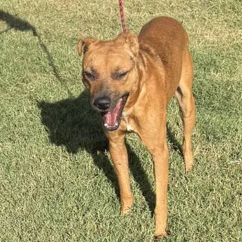 Bandit -  Shepherd and Mixed Breed Dog for Adoption in Hagerstown, Maryland - Bandit | PetCurious