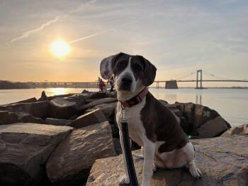 Beagle Dogs Available for Adoption - Esme | PetCurious
