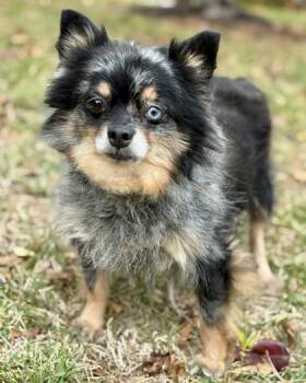 Rescue Pomeranian Dogs for Adoption in Malvern, Pennsylvania - Matcha | PetCurious