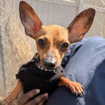 Chihuahua and Mixed Breed Dogs Available for Adoption in Wadena, Minnesota - Benny | PetCurious