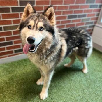 Husky Dogs Available for Adoption in Edmond, Oklahoma - WILEY | PetCurious