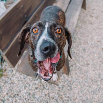 Jasper -  Mixed Breed Dog for Adoption in West Olive, Michigan - Jasper | PetCurious