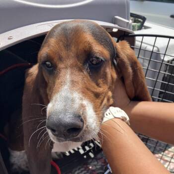 Sherlock Bones -  Mixed Breed Dog for Adoption in Leander, Texas - Sherlock Bones | PetCurious