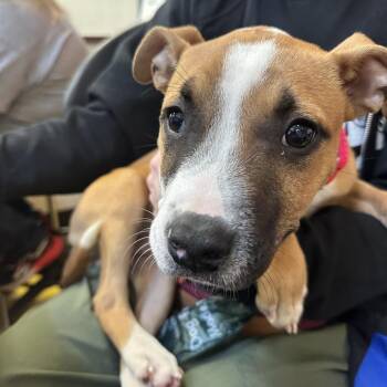 Mixed Breed Dogs Available for Adoption - Anejo | PetCurious