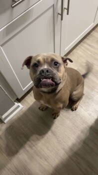 Rescue American Staffordshire Terrier Dogs for Adoption in Dallas, Texas - Turtle (New Digs) | PetCurious