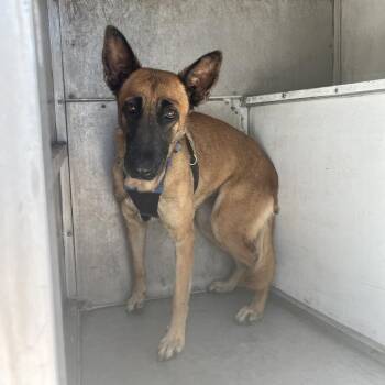 Belgian Shepherd Malinois Dogs Available for Adoption in Edinburg, Texas - Bayle | PetCurious