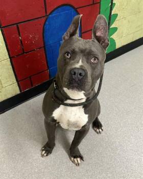 Pit Bull Terrier and Mixed Breed Dogs Available for Adoption in Indianapolis, Indiana - HARVEY | PetCurious
