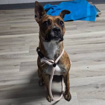 Rescue Boxer and Mixed Breed Dogs for Adoption in St. Louis, Missouri - Antoinette | PetCurious