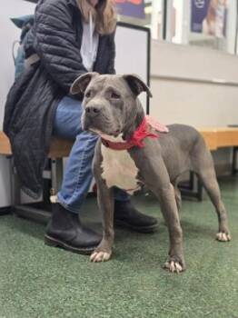 Mixed Breed Dogs Available for Adoption - Betsy | PetCurious