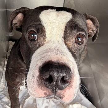 Susan Tedeschi -  Pit Bull Terrier Dog for Adoption in Philadelphia, Pennsylvania - Susan Tedeschi | PetCurious