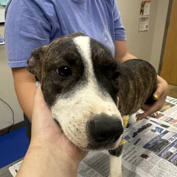 Rescue Mountain Cur Dogs for Adoption in Tupelo, Mississippi - Bella - 073104T | PetCurious