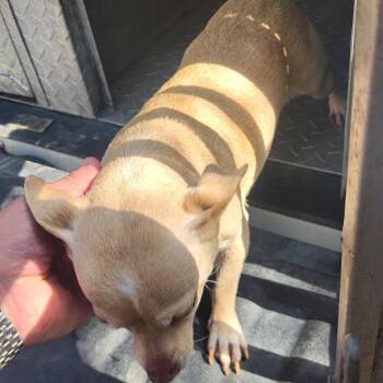 Woody St & Doug St Stray -  Chihuahua Dog for Adoption in Roxboro, North Carolina - Woody St & Doug St Stray | PetCurious