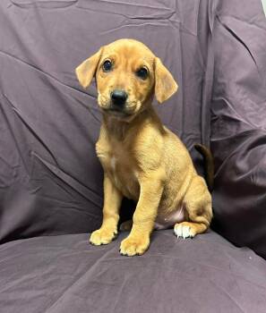 Shepherd Dogs Available for Adoption - George Strait | PetCurious