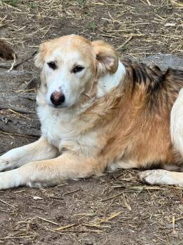 Australian Shepherd and German Shepherd Dog Dogs Available for Adoption in Little Rock, Arkansas - Lucille | PetCurious