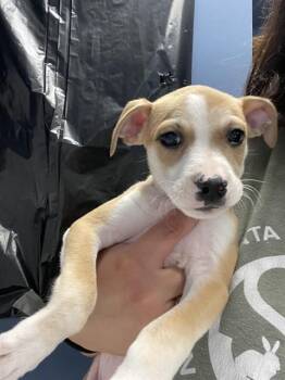 BIANCA DEL RIO* -  Pit Bull Terrier and Mixed Breed Dog for Adoption in Santa Cruz, California - BIANCA DEL RIO* | PetCurious
