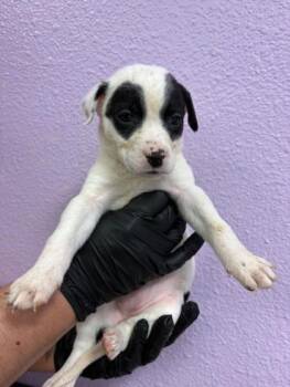 Mixed Breed Dogs Available for Adoption - Pup9 | PetCurious