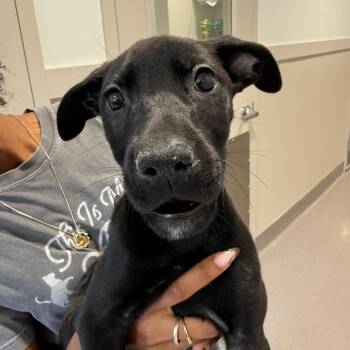 Jazzy 22812 -  Labrador Retriever and Pit Bull Terrier Dog for Adoption in Cumming, Georgia - Jazzy 22812 | PetCurious